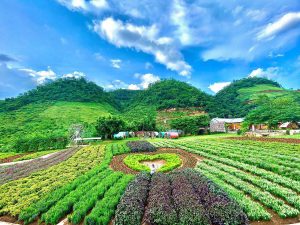 PHÚ THỌ – CAO NGUYÊN MỘC CHÂU – PHÚ THỌ